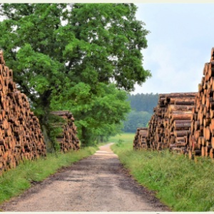 Brennholzbestellungen